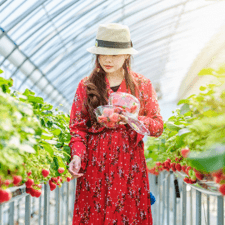 5 Farms in 5 Different Cities For Strawberry Picking in South Korea